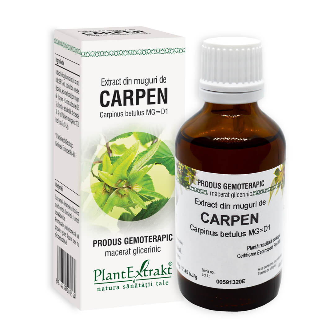 Extract din muguri de Carpen